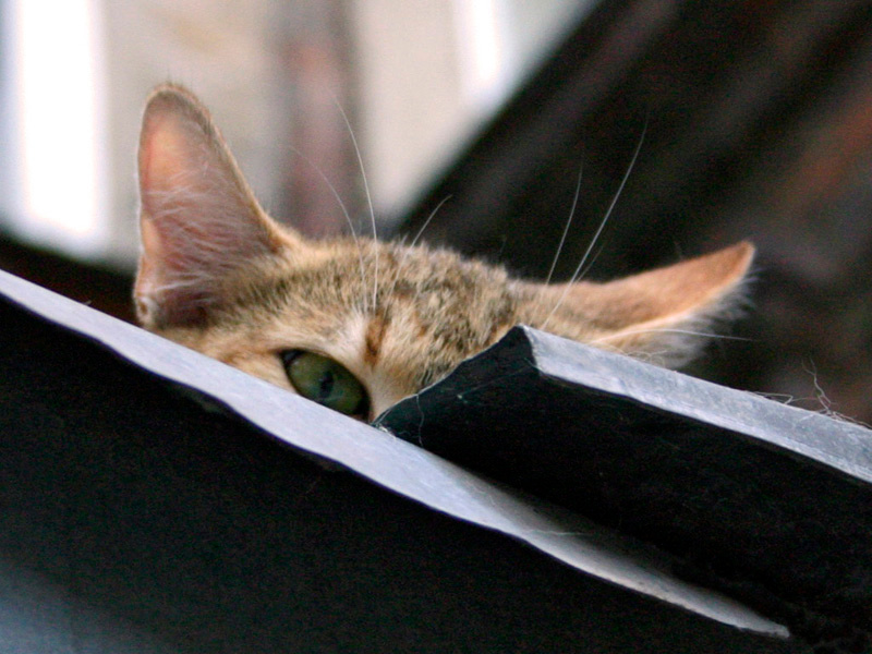 I am watching you... кошечка