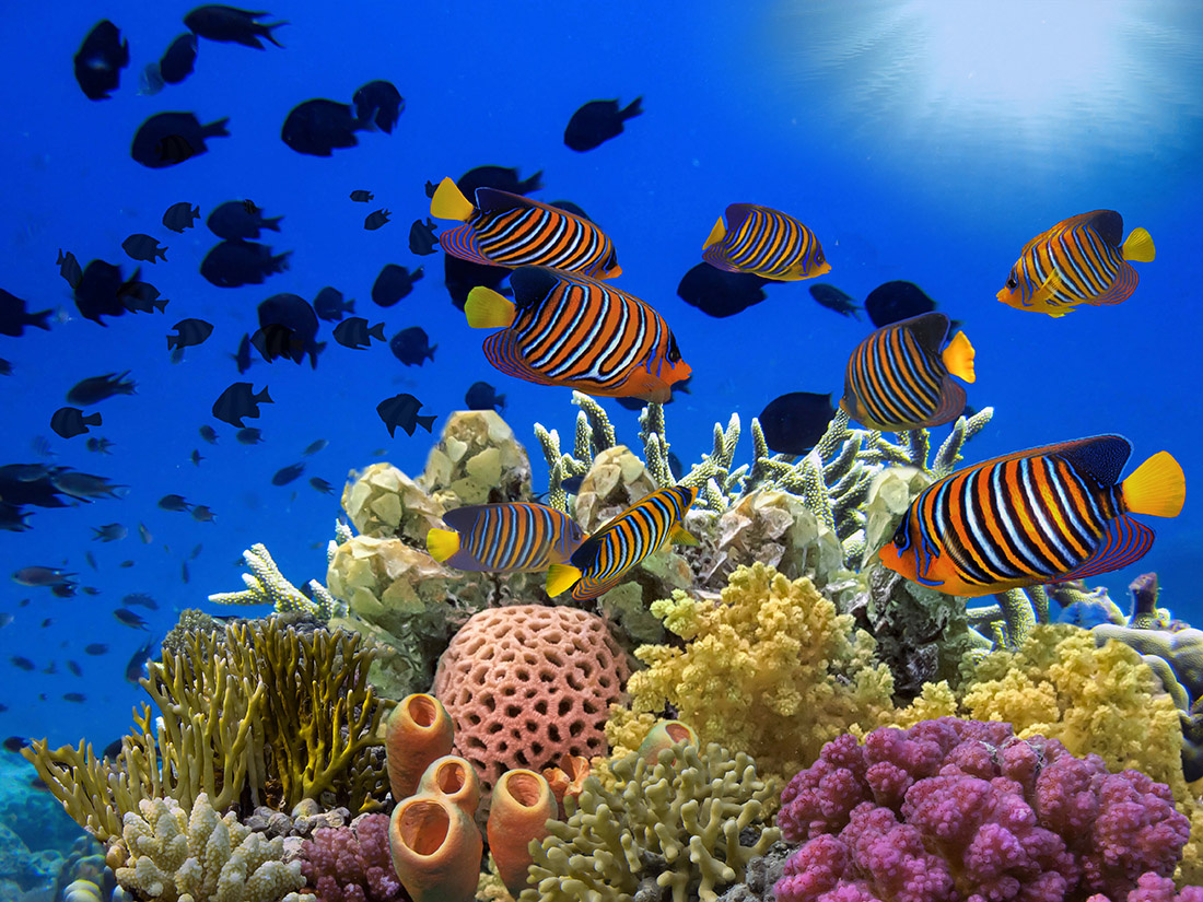 Colorful tropical reef with sun in the blue ocean сolorful tropical reef sun ocean marine life