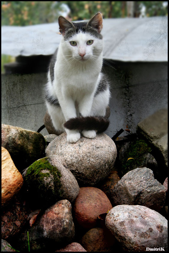 Мой КоТиК 
