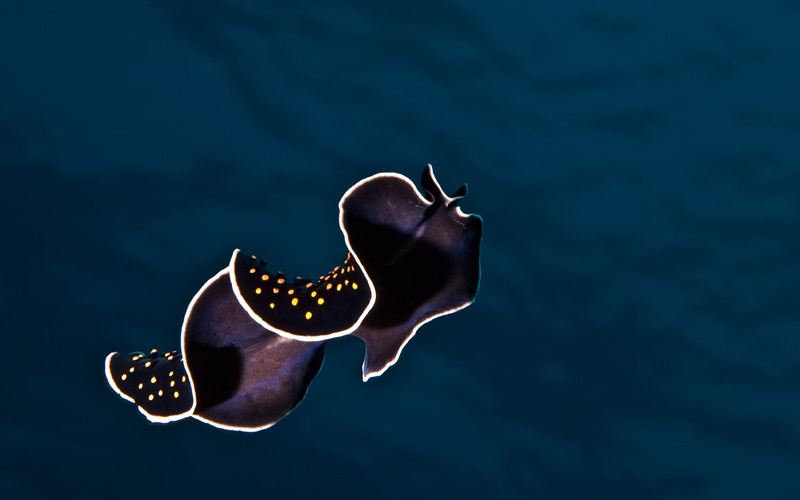 Полет 2 Плоский червь flatworm
