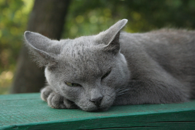 котик котик кот серый котяра кошара
