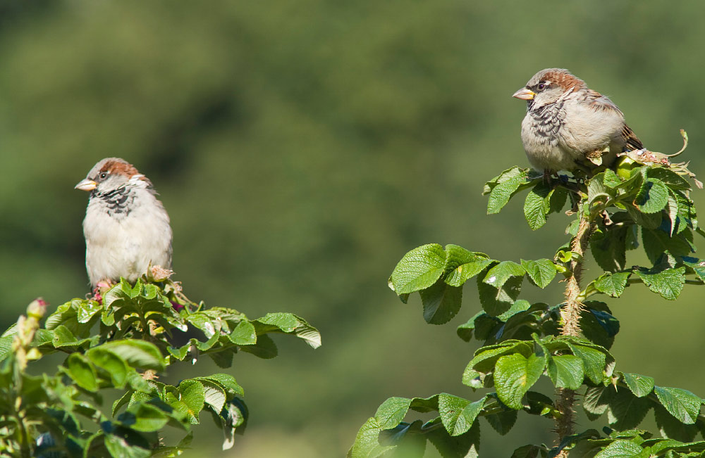 Где там наши? воробей