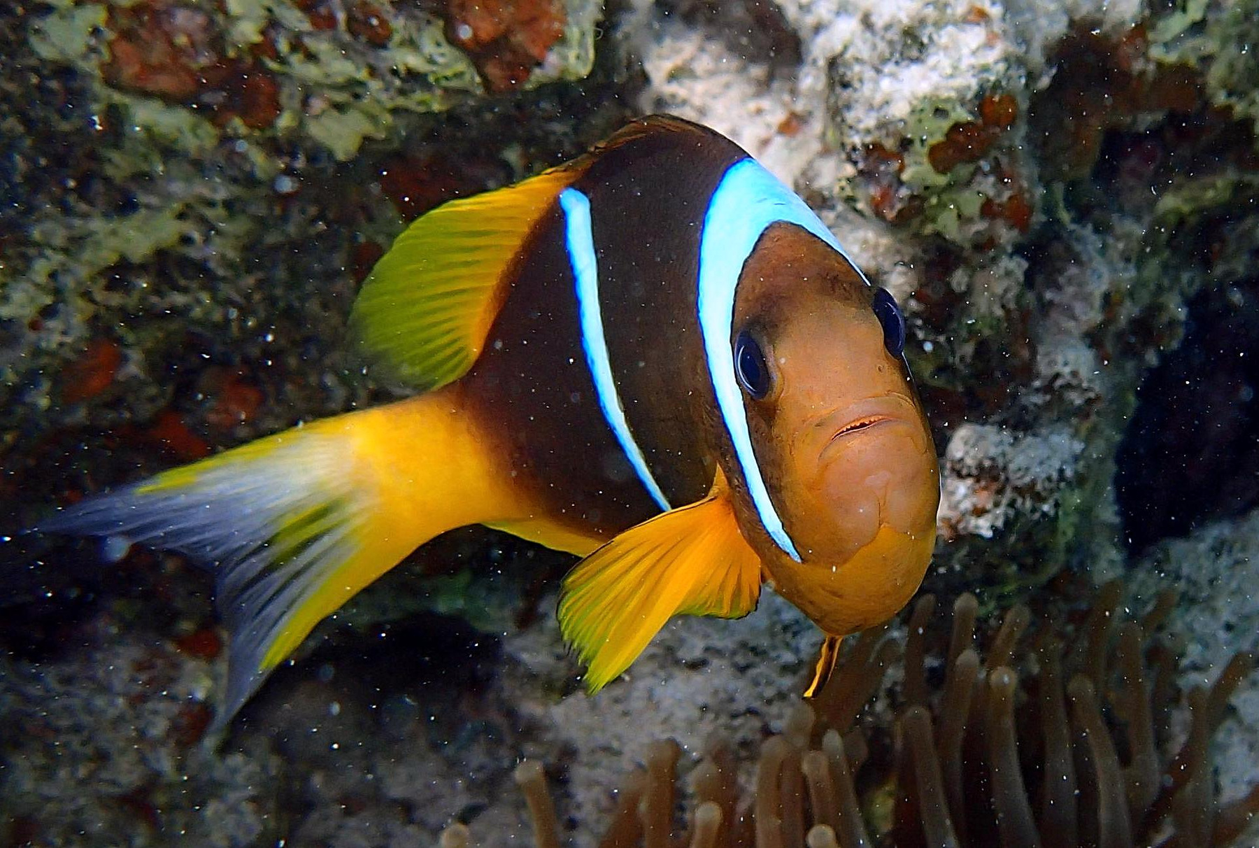 *** Дахаб Красное море подводное