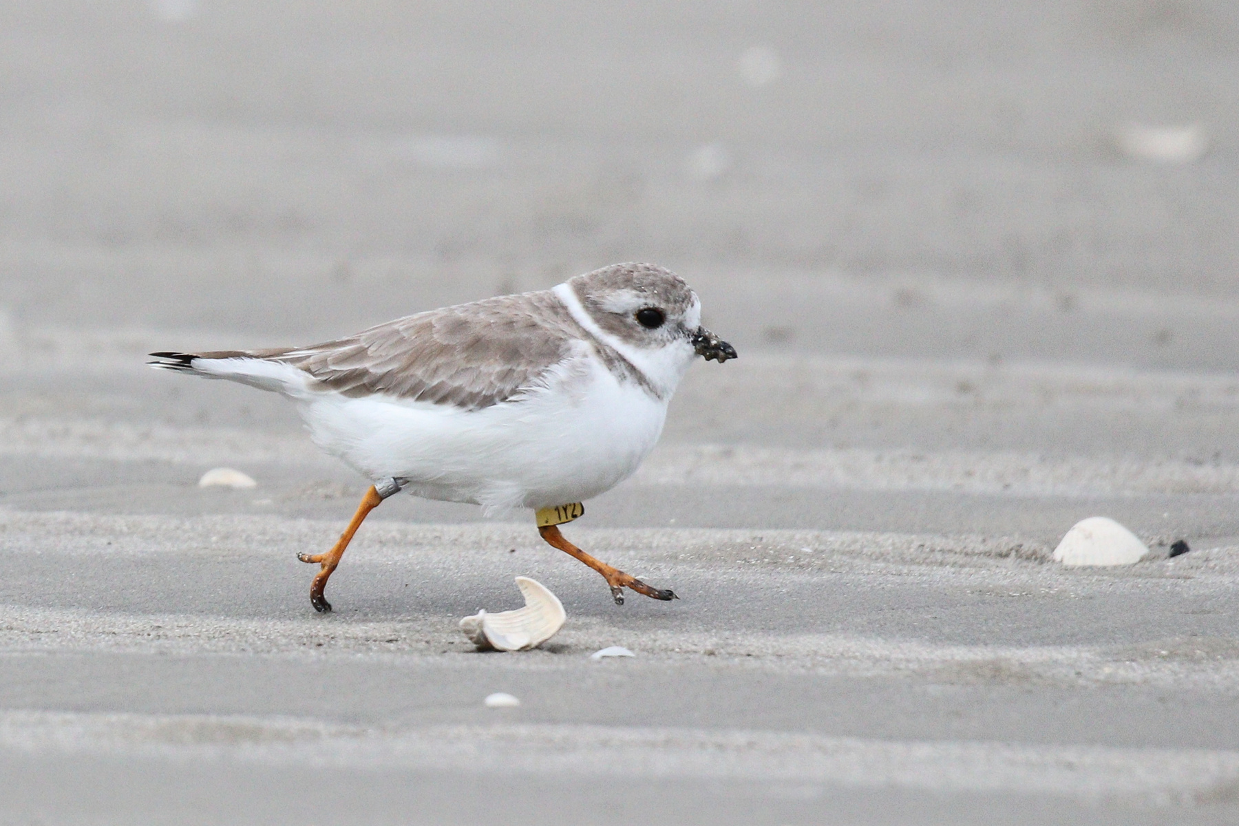 По делам Желтоногий зуёк Piping Plover Charadrius melodus Ord G 1824