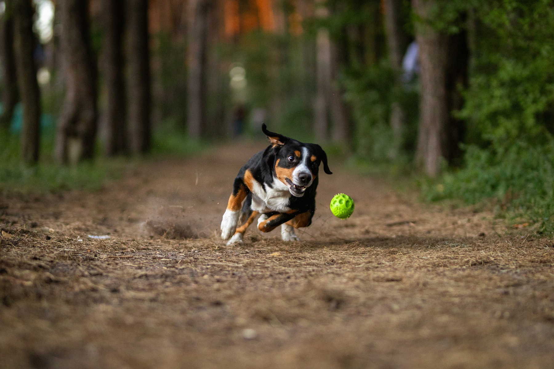 Balls in my head... Satoshi (FRESH ENERGY) dog Entlebucher Sennenhund Satoshi FRESH ENERGY