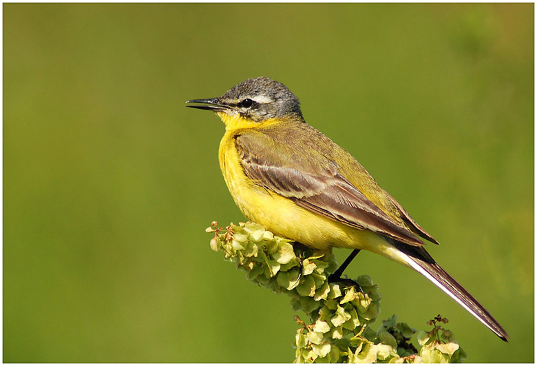 Трясогуска желтая ( Citrine Wagtail ) трясогуска , птица