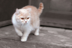 На охоту кошка животные