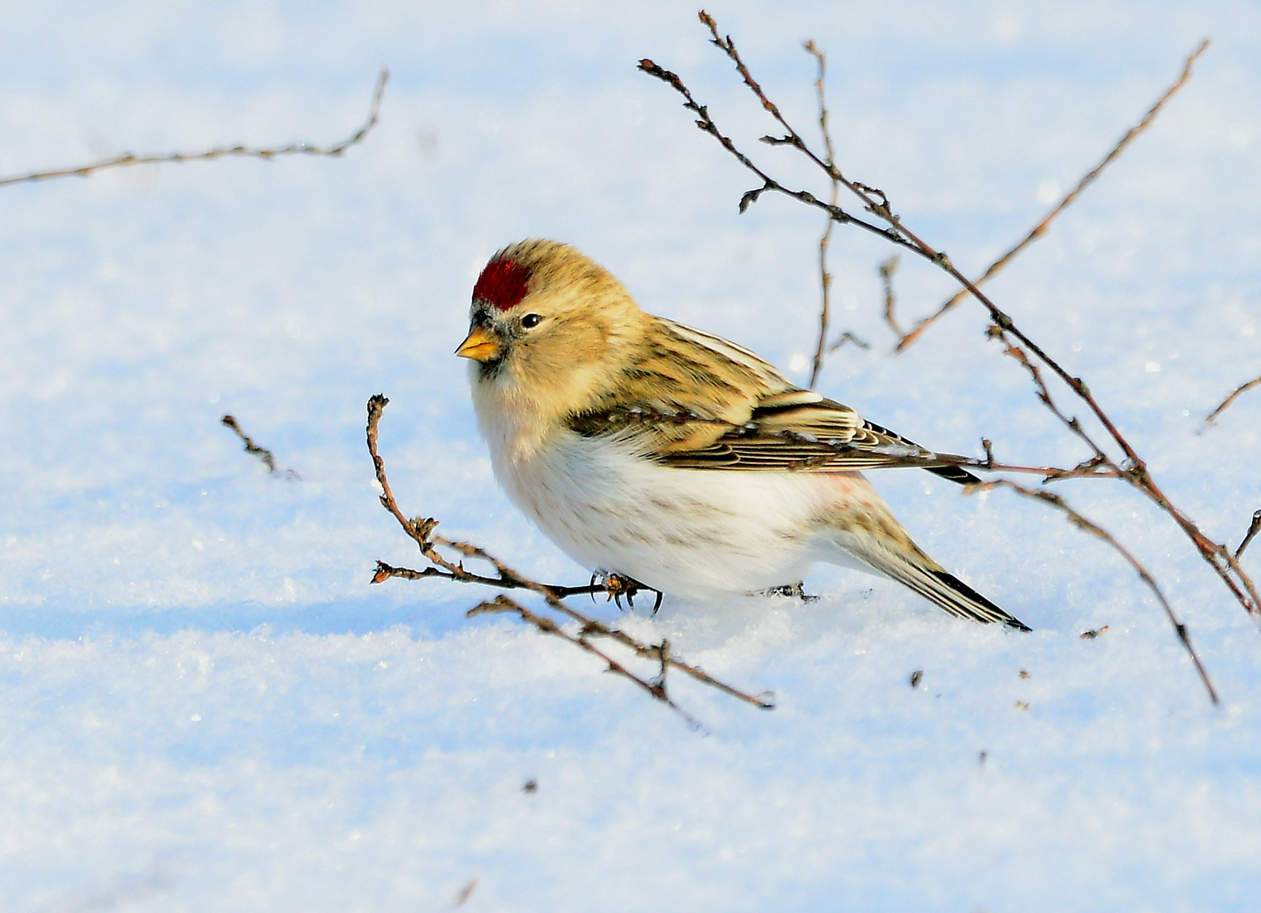 Common Redpoll  Зимняя чечетка 