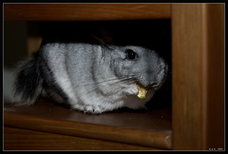 Hidden 