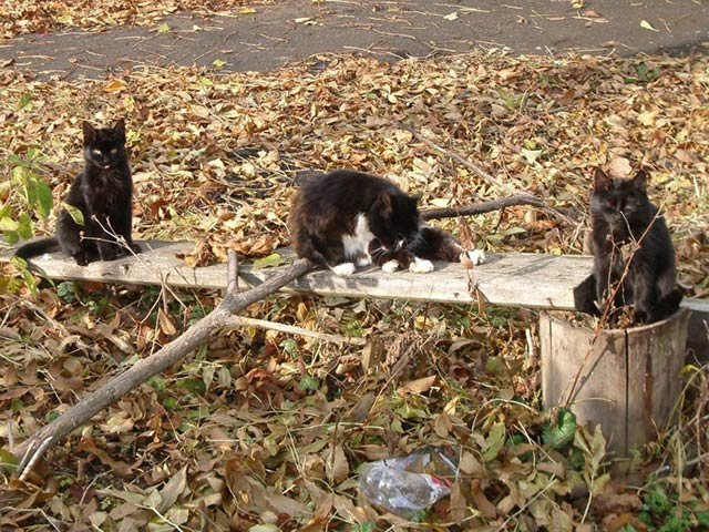 Семейство Животные Кошка Котята