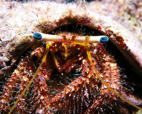 Голубые глазки Подводное фото, diving, Египет