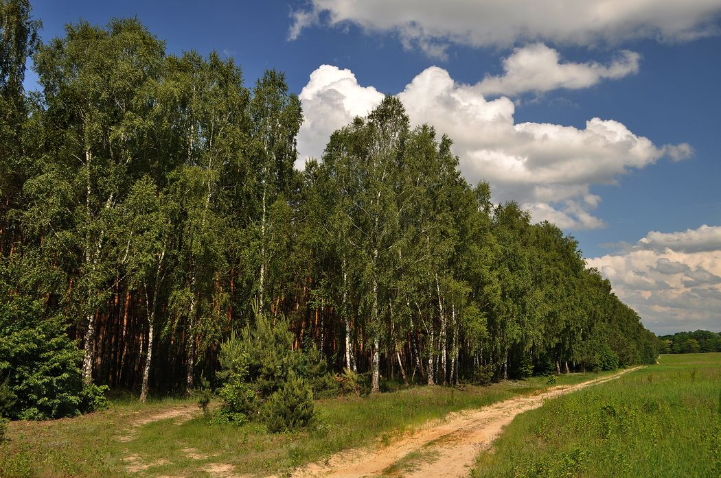 **Сонячний літній день ** 