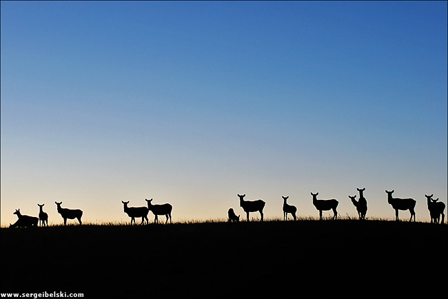 group of elk elk sunrise waterton park
