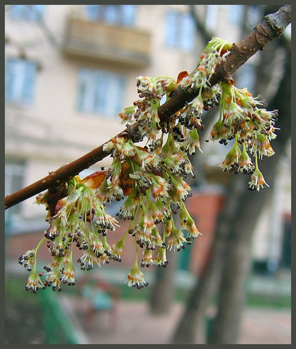 Подвески почки цветы