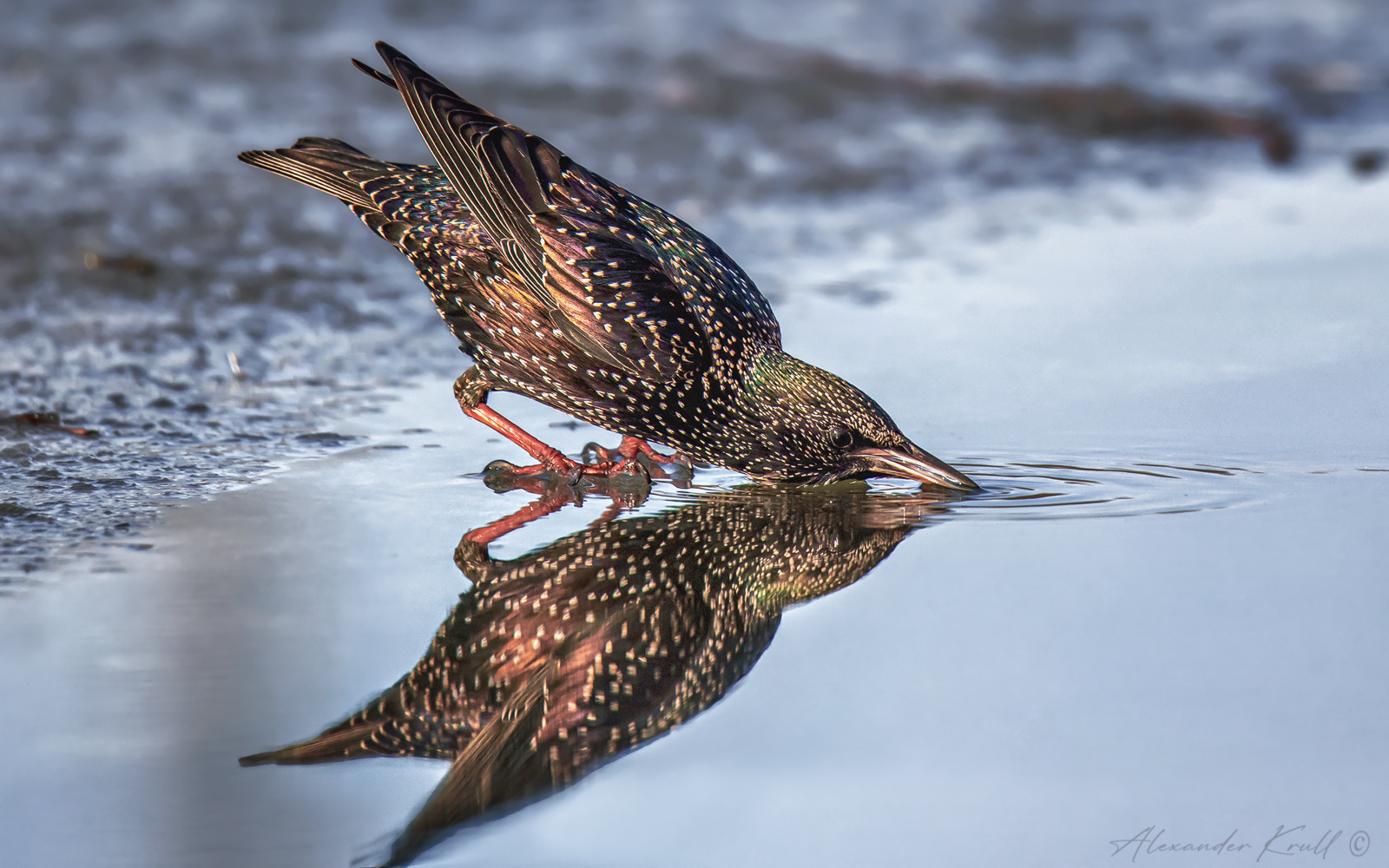 Пить! скворец обыкновенный sturnus vulgaris