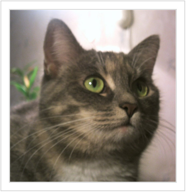 Загадка \\\"Моны Лизы\\\" (\"Котомафия\") загадка мона лиза кошка lucky котомафия