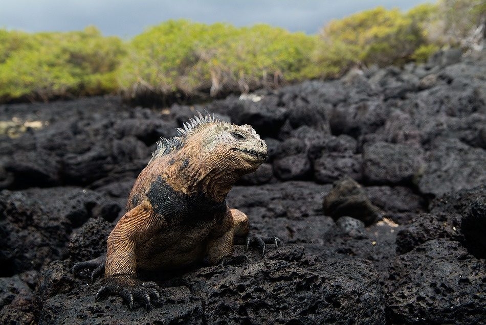 Iguana морская игуана галапагосы эквадор лава берег IGUANA