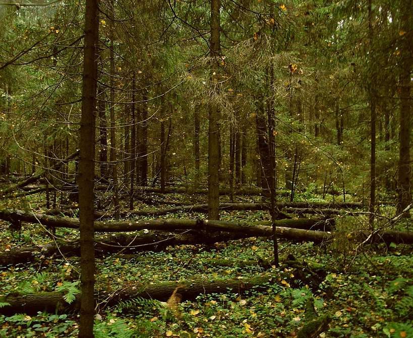 Глубокая осень Осень лес листопад