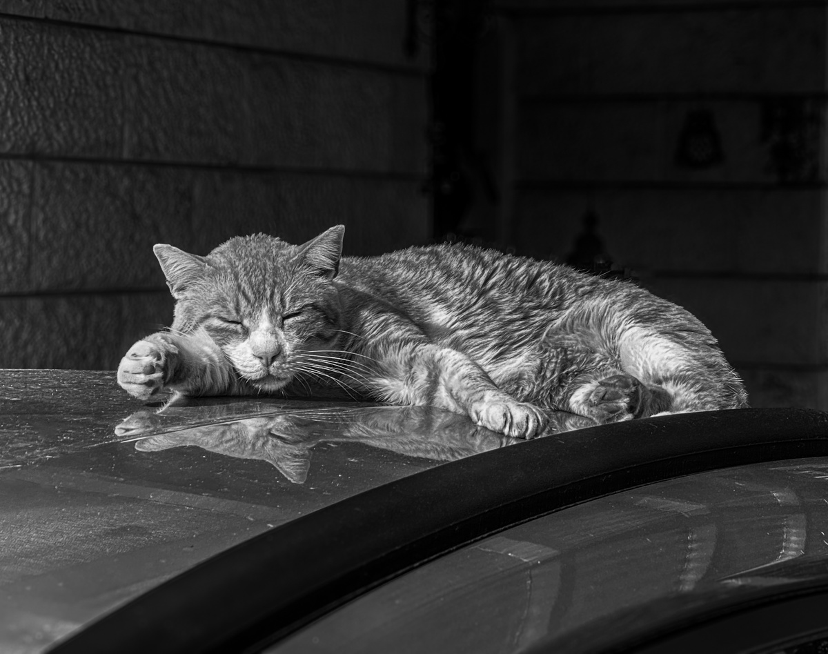 George sleeping on the cart Pets Cat Street cat Gedera Israel