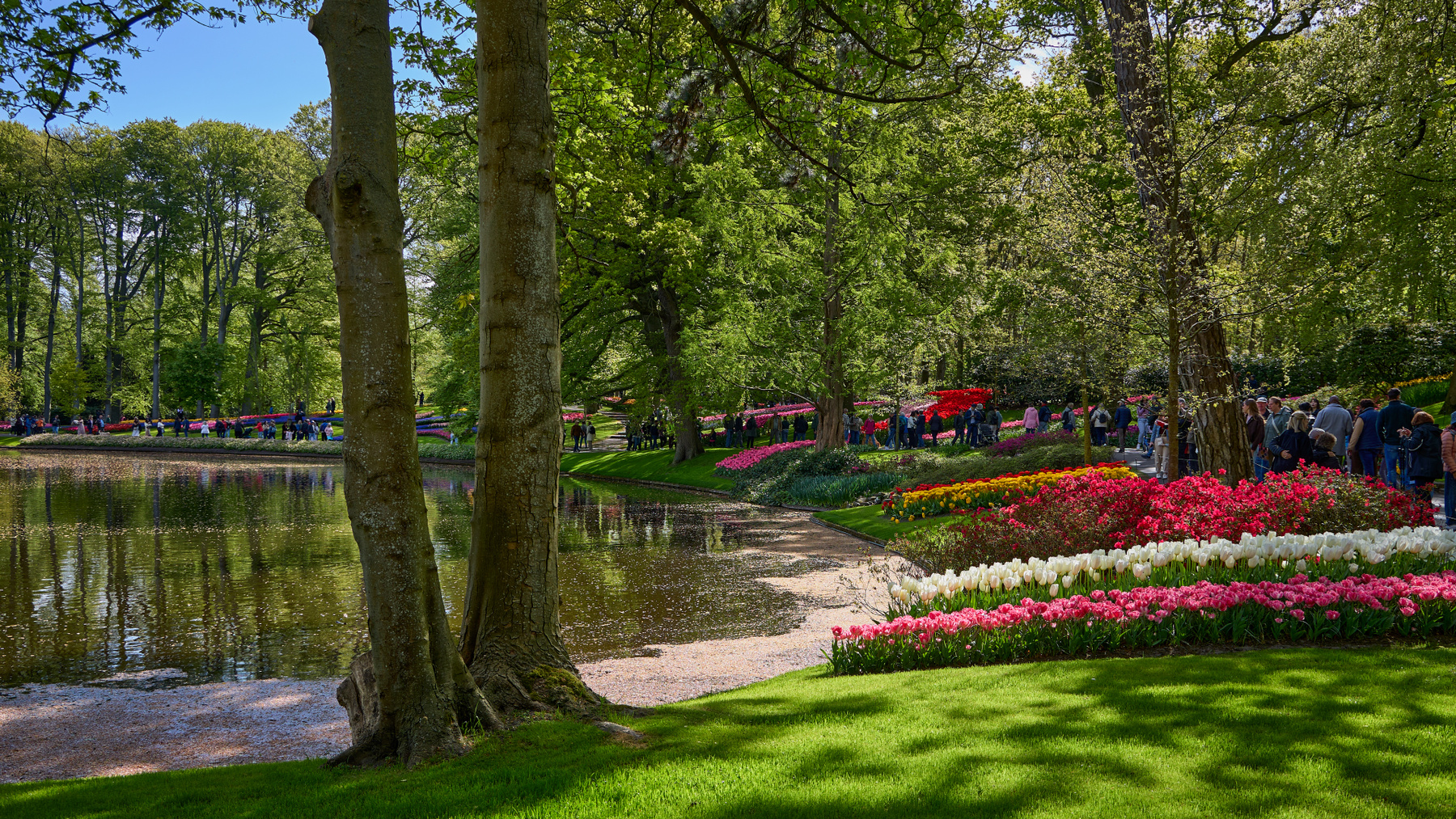 Keukenhof... цветы тюльпаны парк Кёкенхоф Кeukenhof