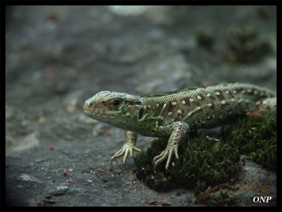 Lizard Lizard, Ящерица