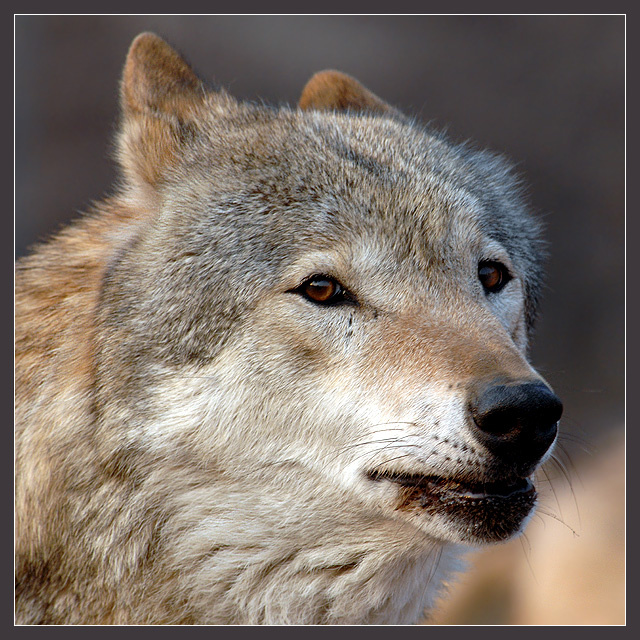 Wilderness волк Canis lupus