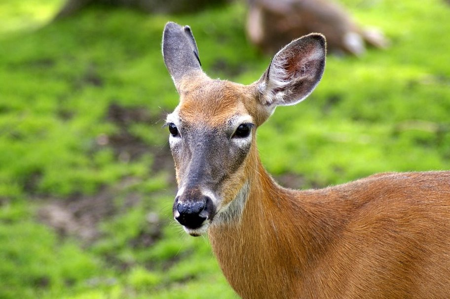*** олень deer