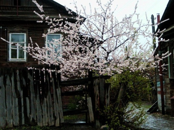 Российская глубинка весна, цветы, вишня, дерево, дом, забор