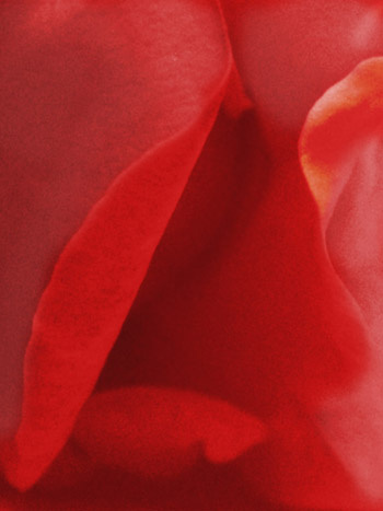 Рoзa из мoегo сaдa. rose, just rose