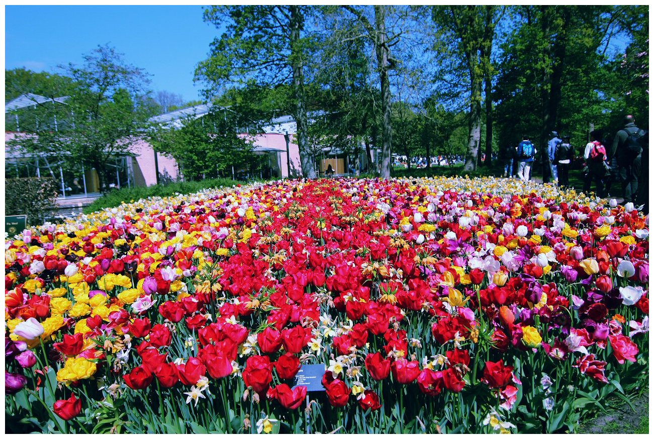 Keukenhof — королевский парк цветов 