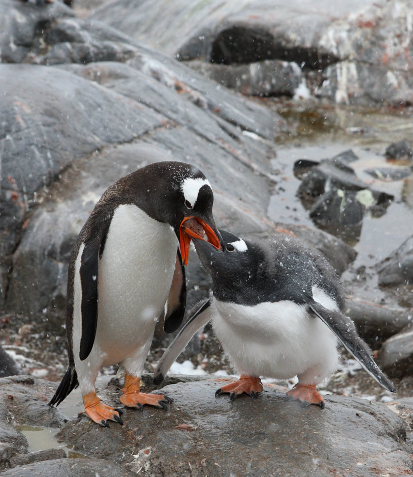 Feeding Feeding penguins