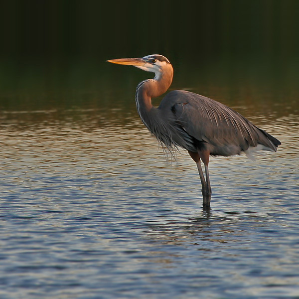 Про цаплю любующуюся закатом птица, большая голубая цапля, great, blue, heron, Texas