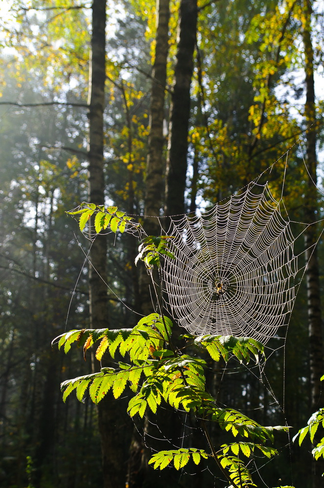 Утро 