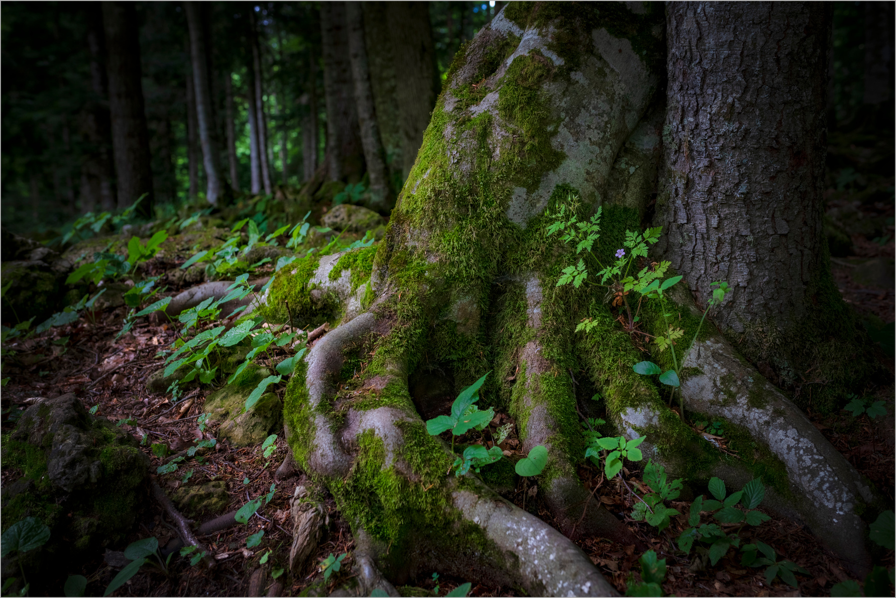 В лесу природа