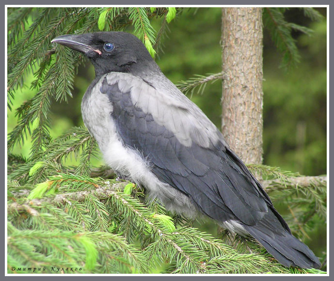 Возвращение молодой вороны Птица ворона Corvus cornix