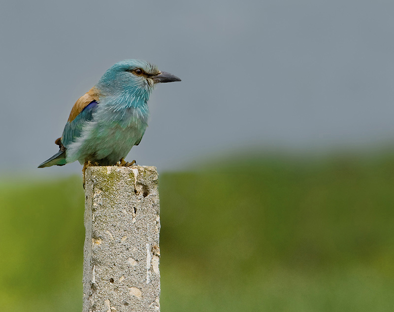 Сизоворонка Coracias garrulus