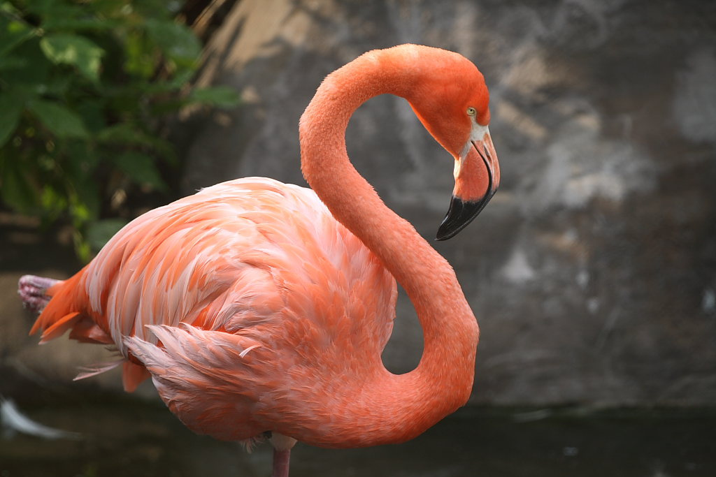 flamingo розовый фламинго