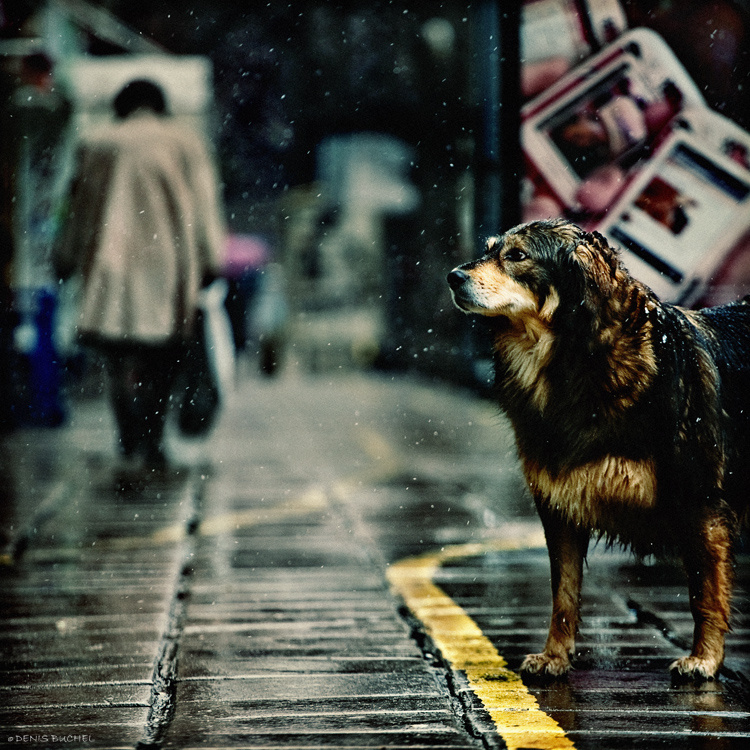 Untitled собака
