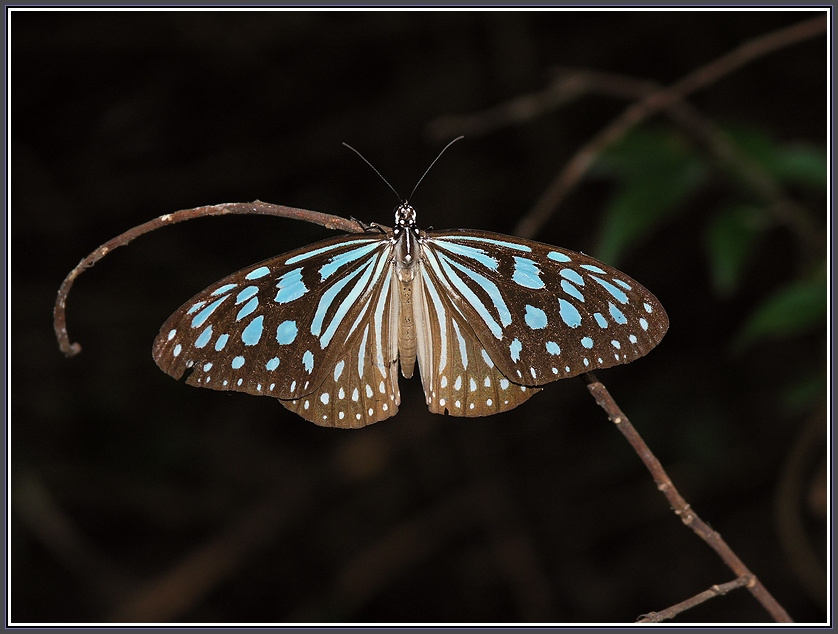 Идеопсис к празднику Ideopsis similis