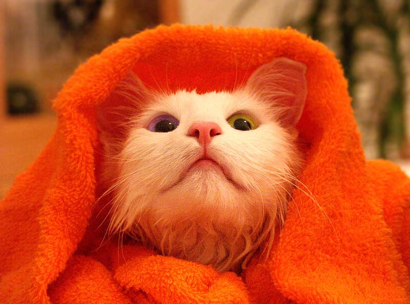 Банный день кошки кошка ангора турецкая лола