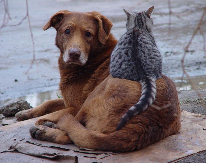 Друзья... собака кошка