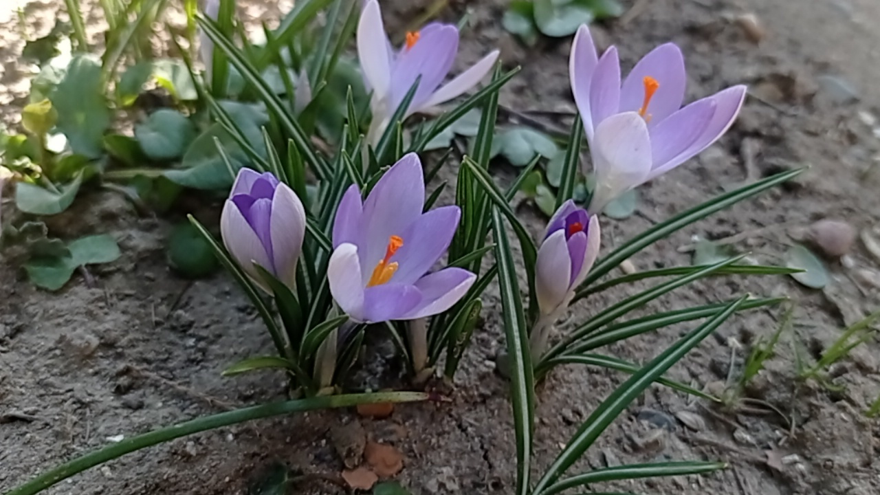 Глазами утра... Крокусы 