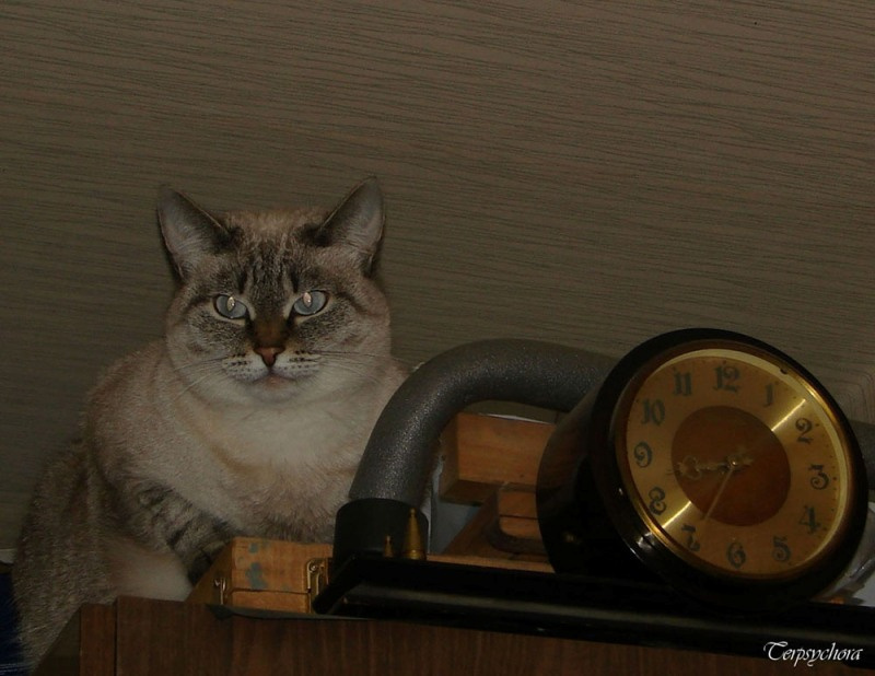 Кошка и часы кошка, часы