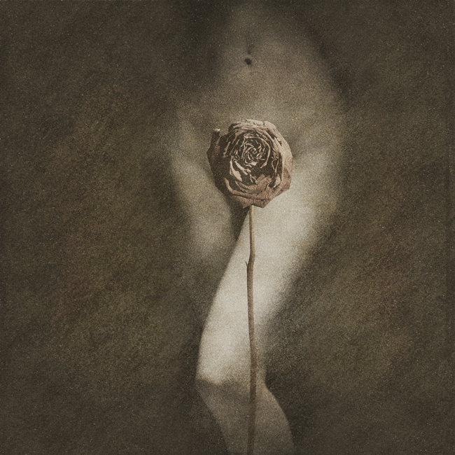 ...rose II 