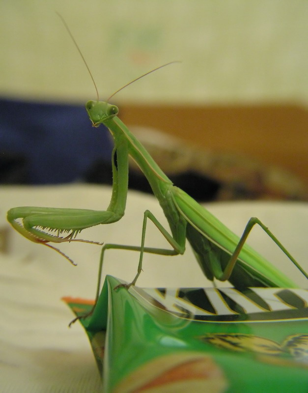 Богомол обыкновенный (лат. Mantis religiosa L.) Богомол обыкновенный Mantis religiosa крым насекомые