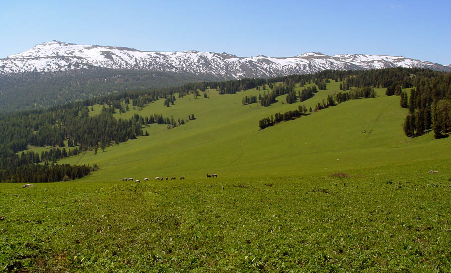 Алтайские луга 
