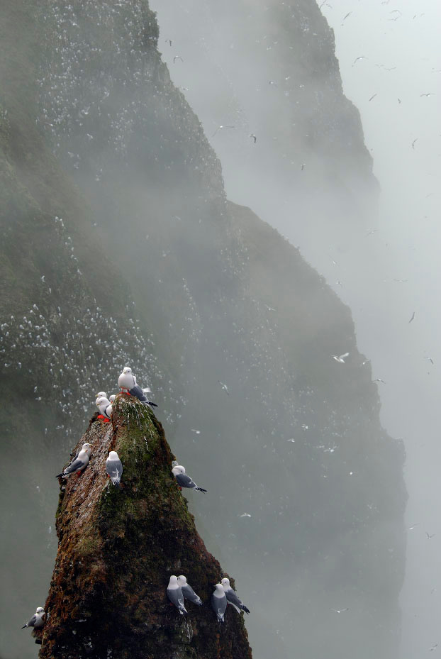 Говорушечье царство Говорушка, Rissa brevirostris, Red-legged Kittiwake, St. George Island, the Pribilofs, Bering Sea, Alaska