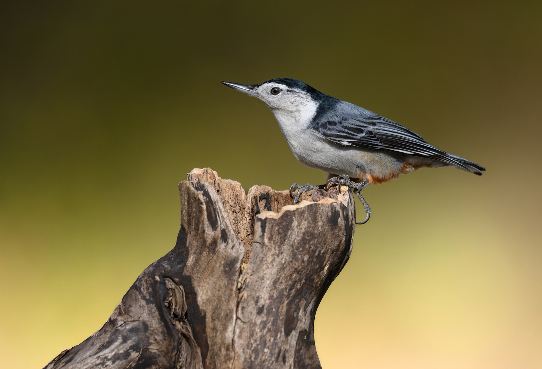 White-breasted nuthatch 