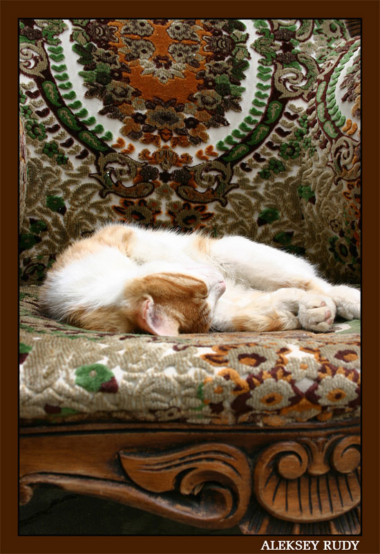 Так сладко спит-)) котяра