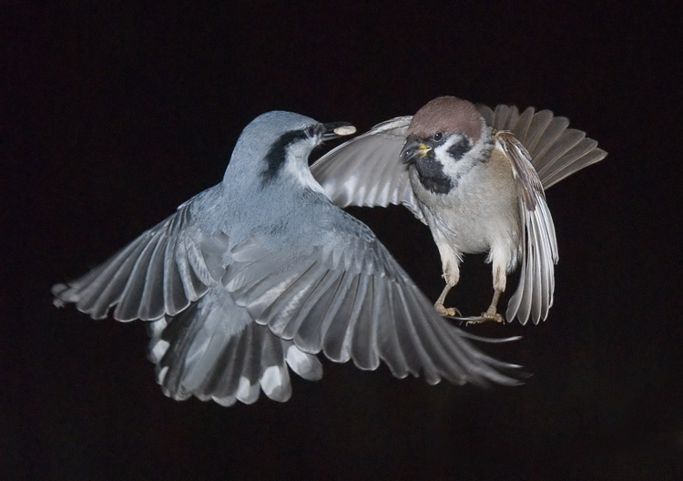 А ну-ка, отними... поползень, Nuthatch, Sitta europea. Полевой воробей, Tree Sparrow, Passer montanus